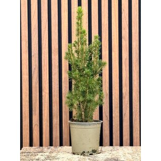 Picea g. 'Conica December' - Zwergtannen-Weihnachtsbaum P13