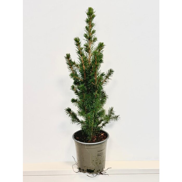 Picea g. 'Conica December' - Zwergtannen-Weihnachtsbaum P13