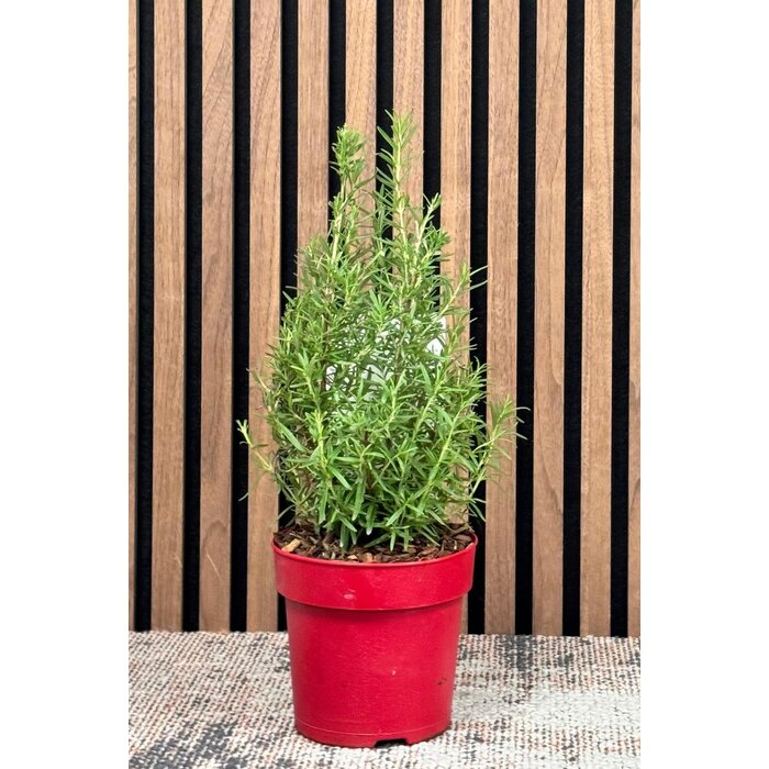 Salvia Rosmarinus 'Tree' -  Rosmarin-baum P15