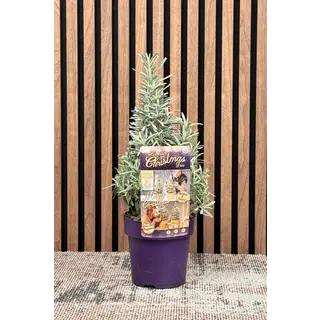 Lavandula angustifolia 'Christmas Tree' - Lavendel Weihnachtsbaum P15