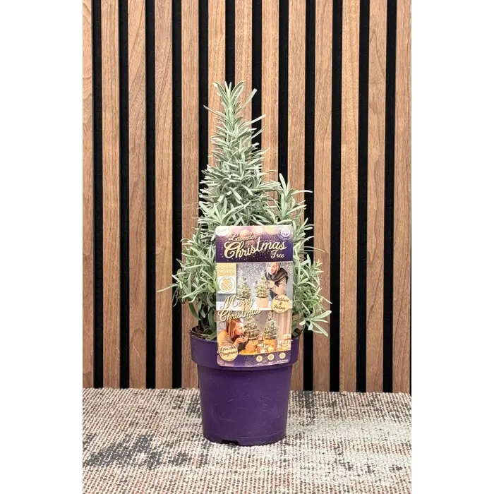 Lavandula angustifolia 'Christmas Tree' - Lavendel Weihnachtsbaum P15