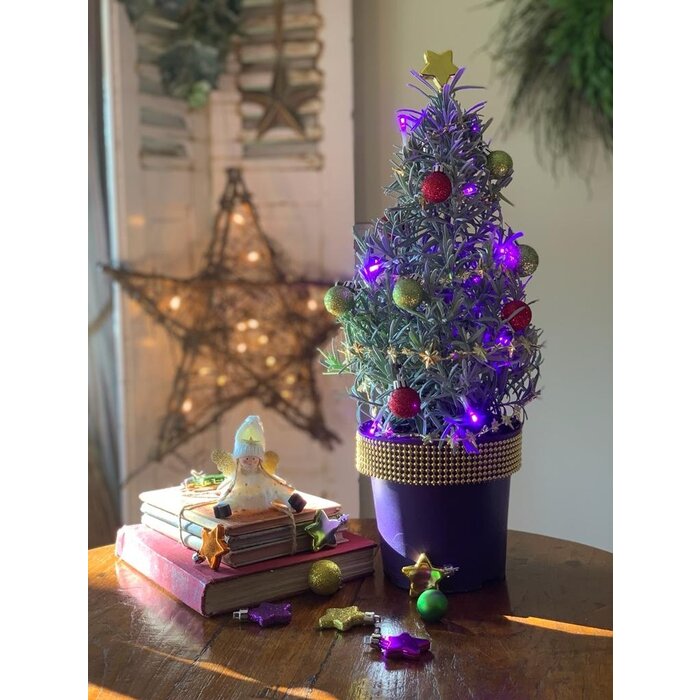 Lavandula angustifolia 'Christmas Tree' - Lavendel Weihnachtsbaum P15