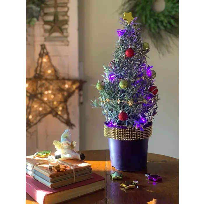 Lavandula angustifolia 'Christmas Tree' - Lavendel Weihnachtsbaum P15