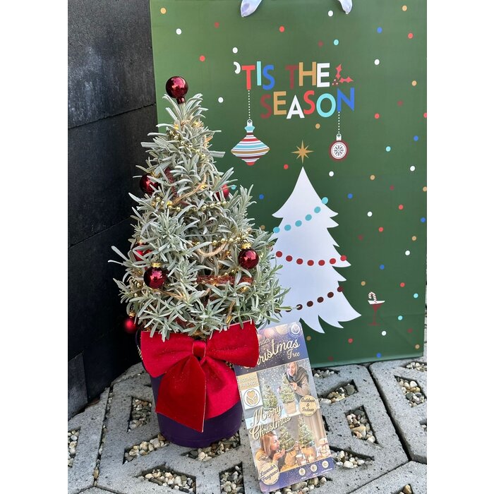 Lavandula angustifolia 'Christmas Tree' - Lavendel Weihnachtsbaum P15