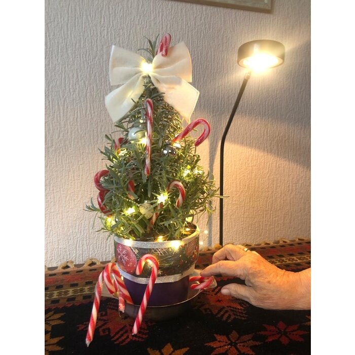 Lavandula angustifolia 'Christmas Tree' - Lavendel Weihnachtsbaum P15