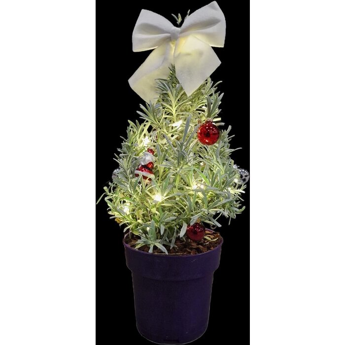 Lavandula angustifolia 'Christmas Tree' - Lavendel Weihnachtsbaum P15