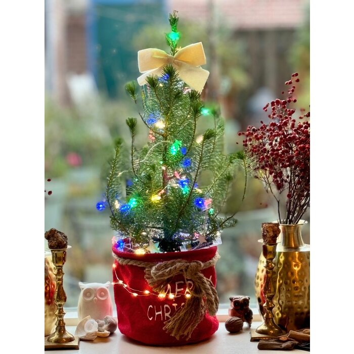 Pinus pinea 'Silver Crest' - Weihnachtsbaum im Stoffbeutel mit Lichtern und Dekorationen P17