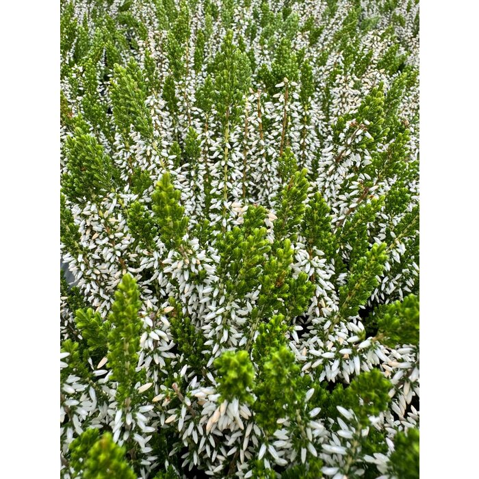 Sommerheide / Besenheide | Calluna vulgaris 'White Angie'  P10,5