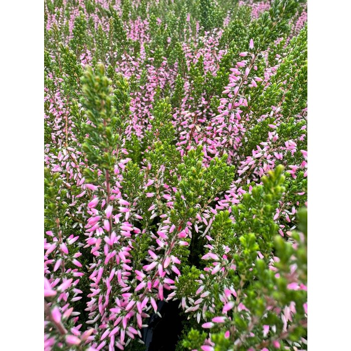 Sommerheide / Besenheide | Calluna vulgaris 'Pink Angie'  P10,5