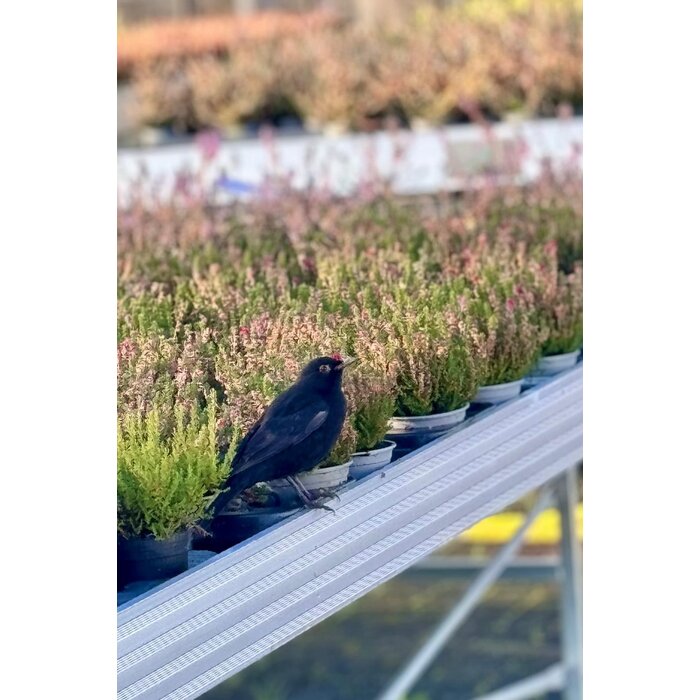 Sommerheide / Besenheide | Calluna vulgaris 'Dark Beauty'  P10,5