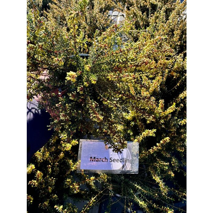 Schneeheide | Erica carnea 'March Seedling'  P10,5