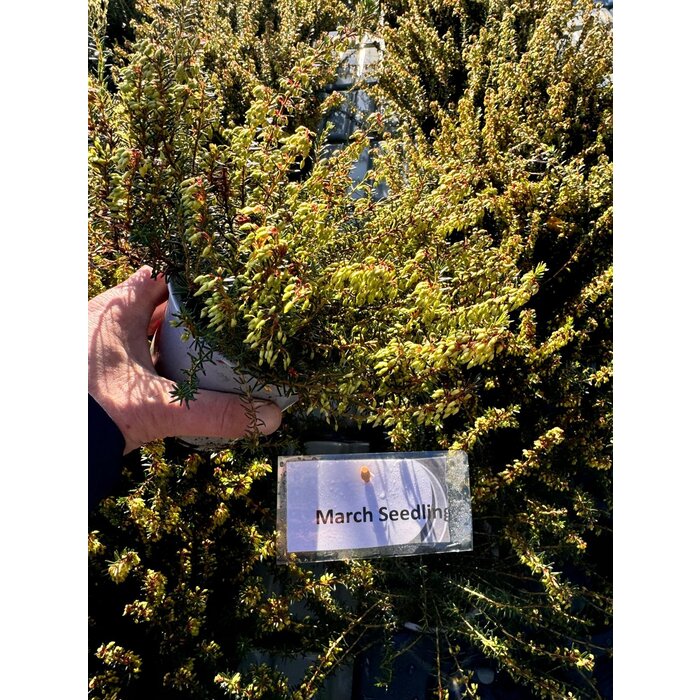 Schneeheide | Erica carnea 'March Seedling'  P10,5