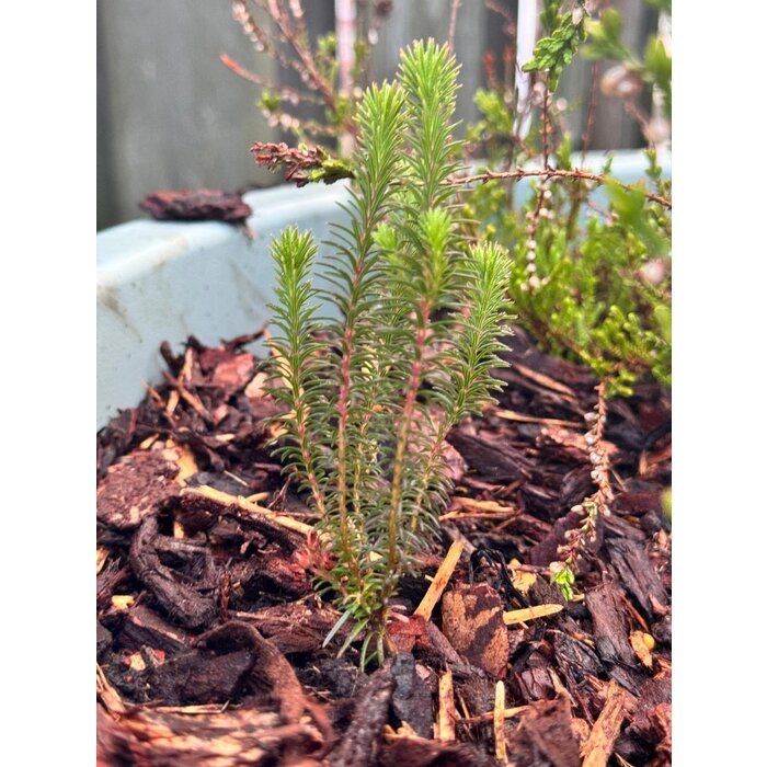 Erica verticillata - 'Afrikanische' Heide P9,5 Erica verticillata - 'Afrikanische' Heide P9,5