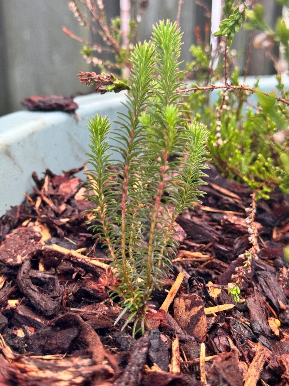 Erica verticillata - 'Afrikanische' Heide P9,5 Erica verticillata - 'Afrikanische' Heide P9,5