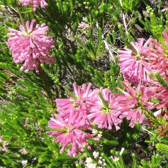 Erica verticillata - 'Afrikanische' Heide P9,5 Erica verticillata - 'Afrikanische' Heide P9,5