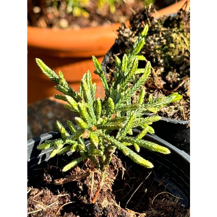 Cassiope 'Bearsden' - Bergheide P9,5