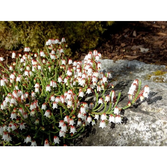 Cassiope 'Bearsden' - Bergheide P9,5