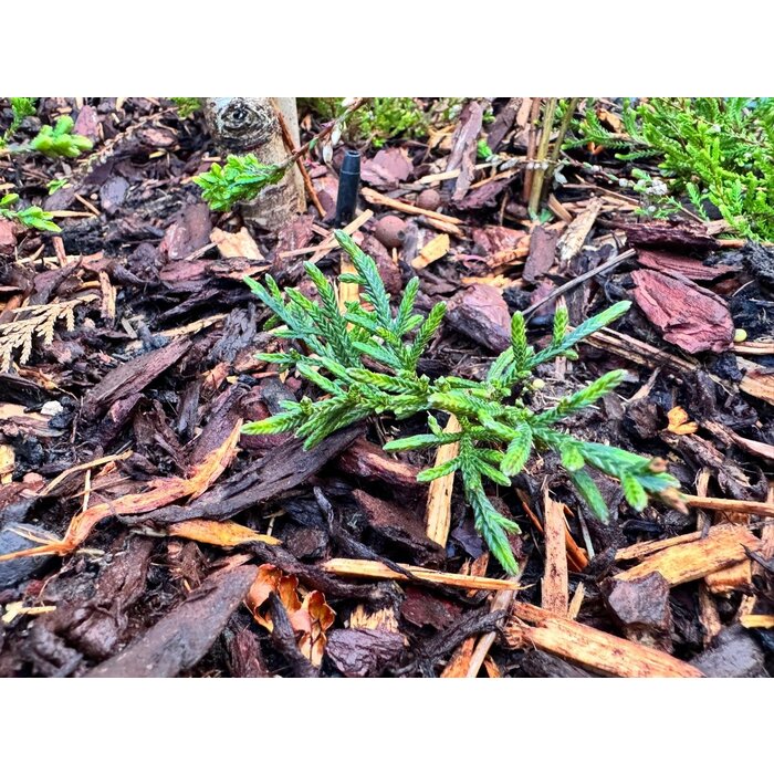 Cassiope 'Bearsden' - Bergheide P9,5