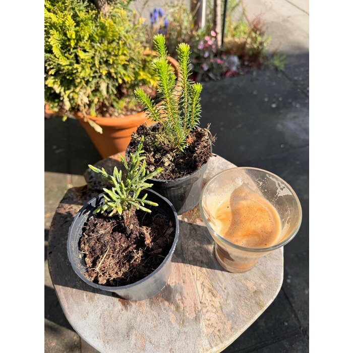 Cassiope 'Bearsden' - Bergheide P9,5