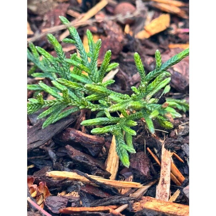 Cassiope 'Bearsden' - Bergheide P9,5