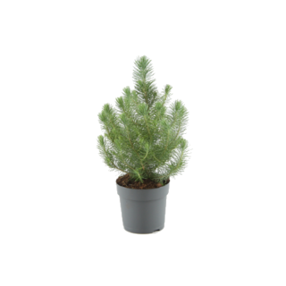 Pinus pinea 'Silver Crest' - Mini-Parasolkiefer  P10,5