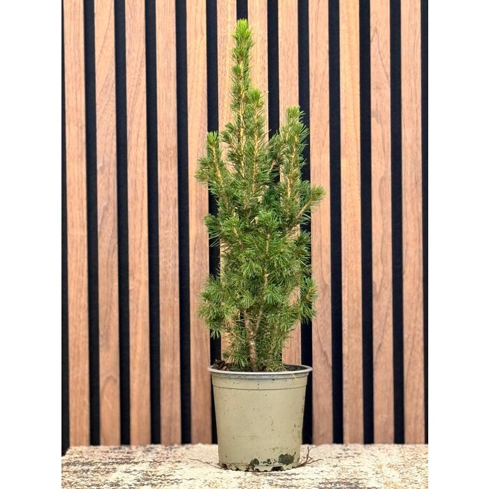 Picea g. 'Conica December' - Zwerg-Fichte P13