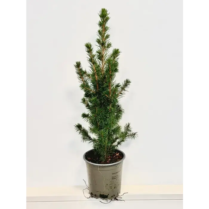Picea g. 'Conica December' - Zwerg-Fichte P13
