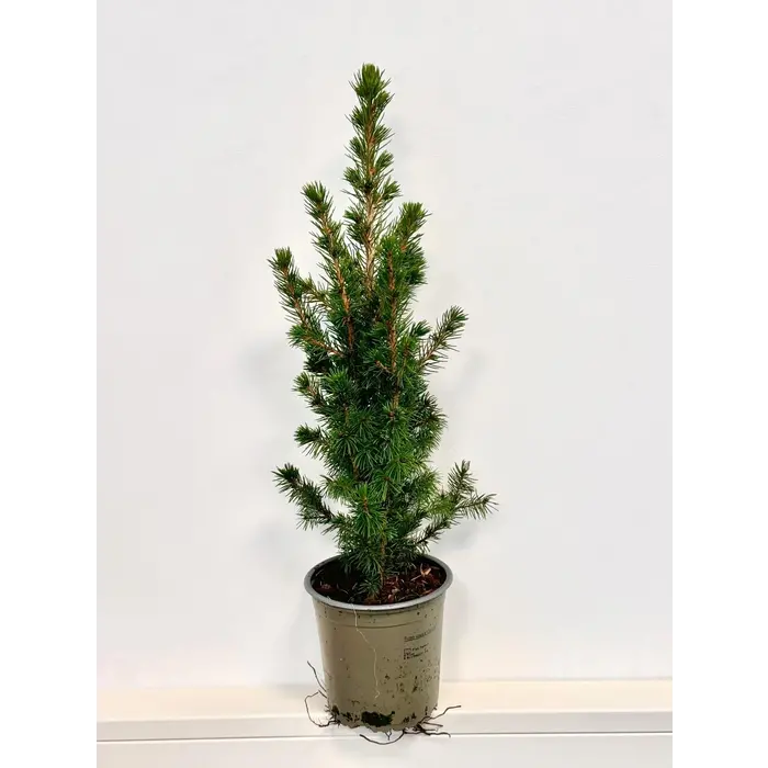 Picea g. 'Conica December' - Zwerg-Fichte P13
