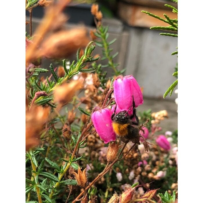 Irische Heide | Daboecia cantabrica. 'Rosella'  P10,5