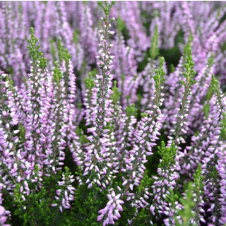 Calluna vulgaris ‘Hilda’  P10,5