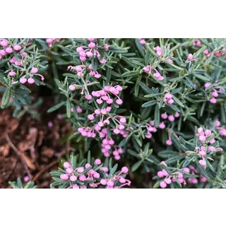 Felsenheide / Lavendelheide | Andromeda polifolia 'Blue Ice' P9,5