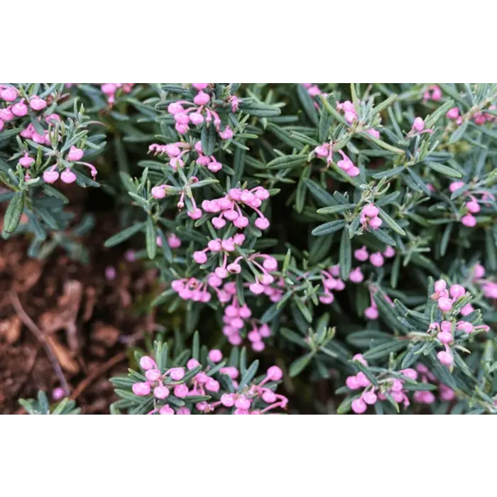 Felsenheide / Lavendelheide | Andromeda polifolia 'Blue Ice' P9,5