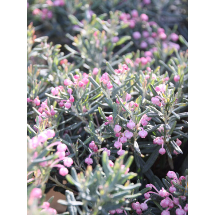 Felsenheide / Lavendelheide | Andromeda polifolia 'Blue Ice' P9,5