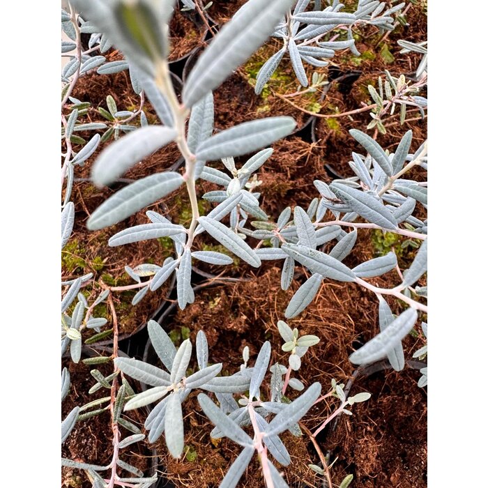 Felsenheide / Lavendelheide | Andromeda polifolia 'Blue Ice' P9,5