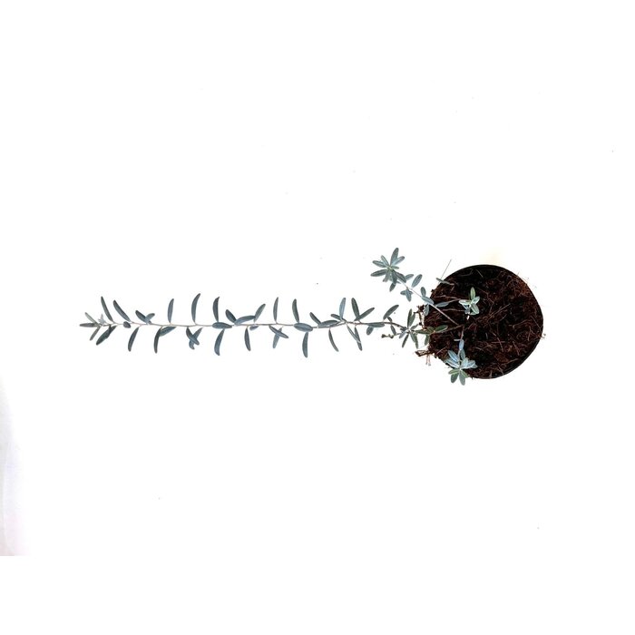 Felsenheide / Lavendelheide | Andromeda polifolia 'Blue Ice' P9,5