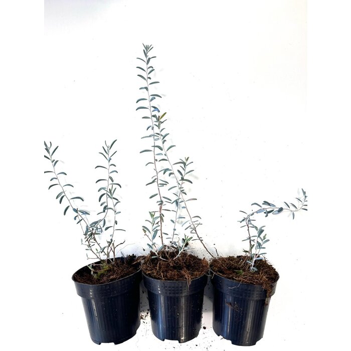 Felsenheide / Lavendelheide | Andromeda polifolia 'Blue Ice' P9,5