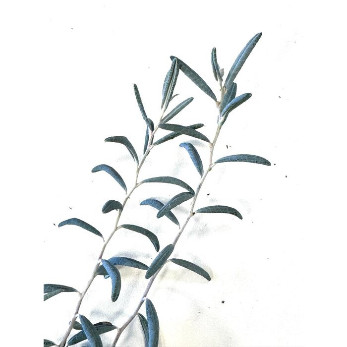 Felsenheide / Lavendelheide | Andromeda polifolia 'Blue Ice' P9,5