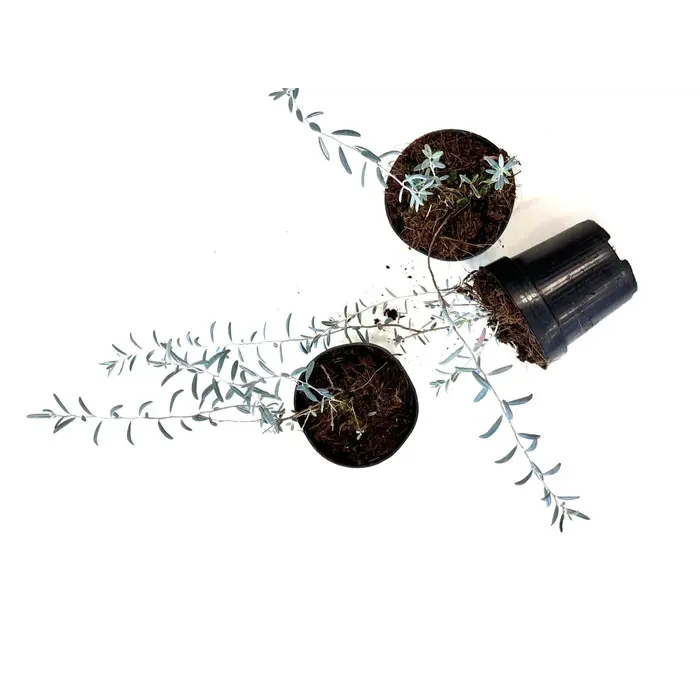 Felsenheide / Lavendelheide | Andromeda polifolia 'Blue Ice' P9,5