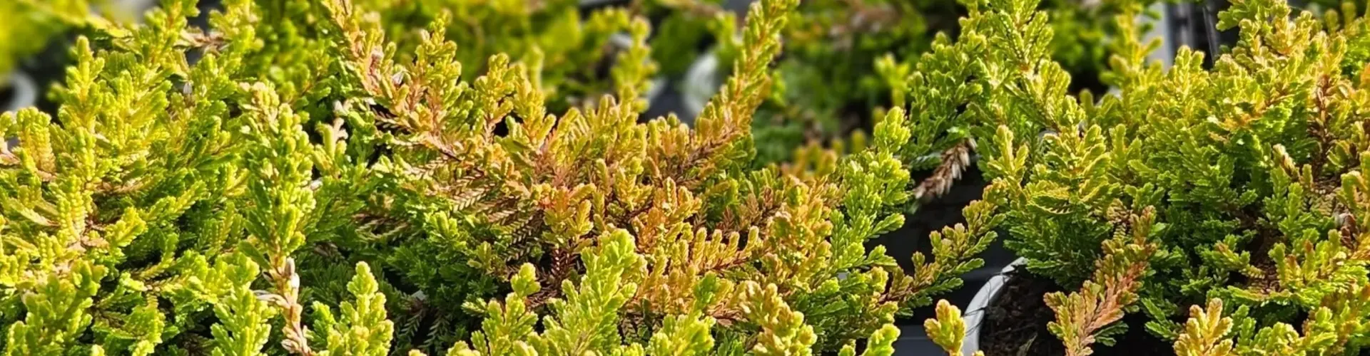 Weihnachtsstimmung ins Haus holen mit unseren vielseitigen Mini-Weihnachtsbäumchen!