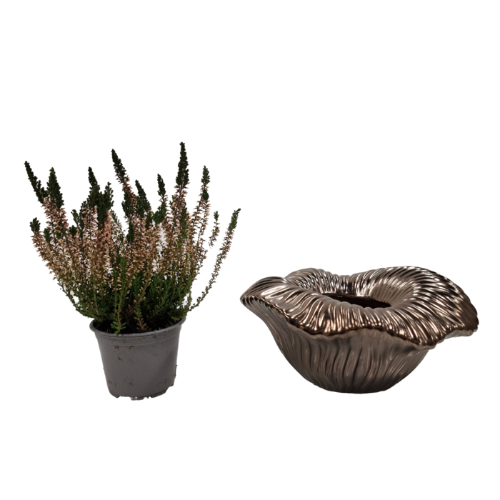 Arum schale 25x25x12cm