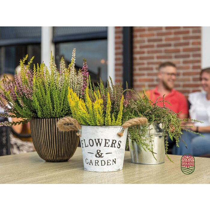 Zinkblumentoph mit Ohren 14x12cm