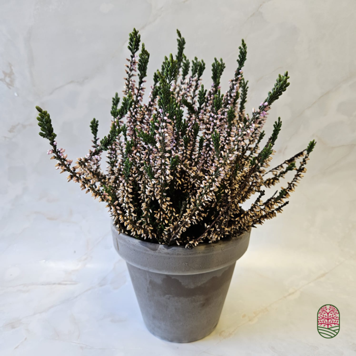 Terra Choco Blumentopf 14x12cm