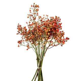 Hagebuttenzweige – 50cm, orange Hagebutte