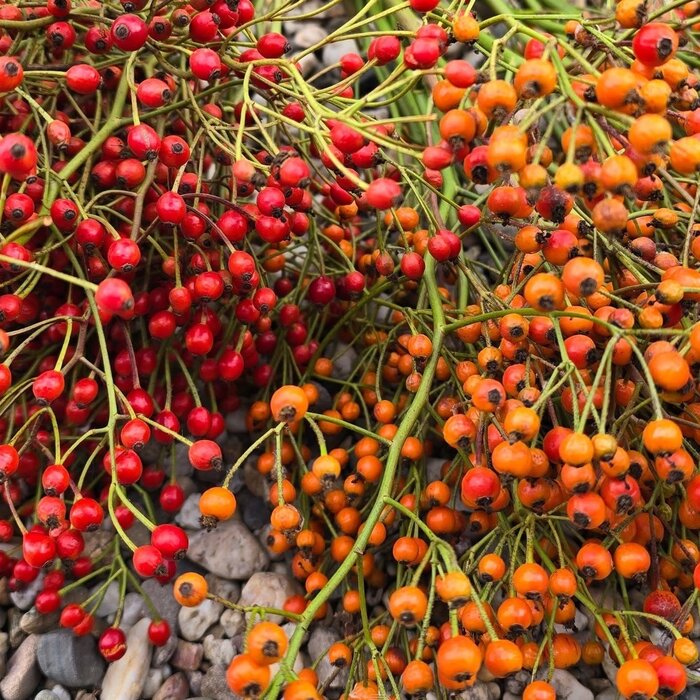 Hagebuttenzweige – 35 cm, rote Hagebutte