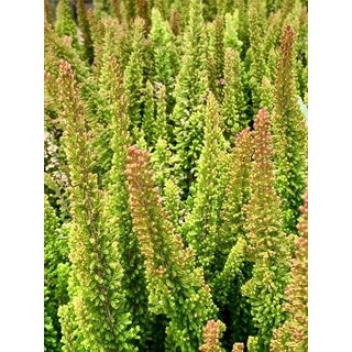 Calluna vulgaris 'Skyline Las Vegas'