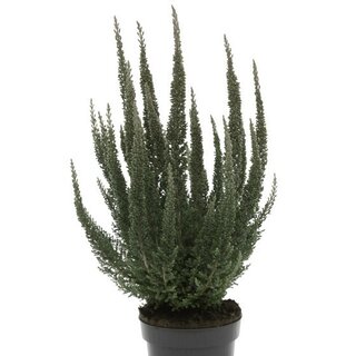 Calluna vulgaris 'Skyline Cologne'