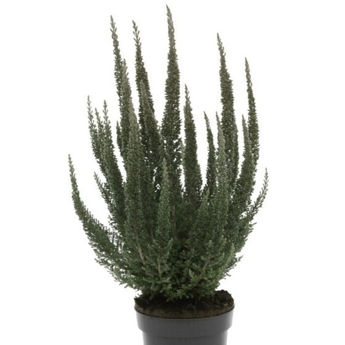 Calluna vulgaris 'Skyline Cologne'