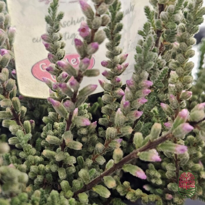 Besenheide| Calluna vulgaris 'Fluffy' P6