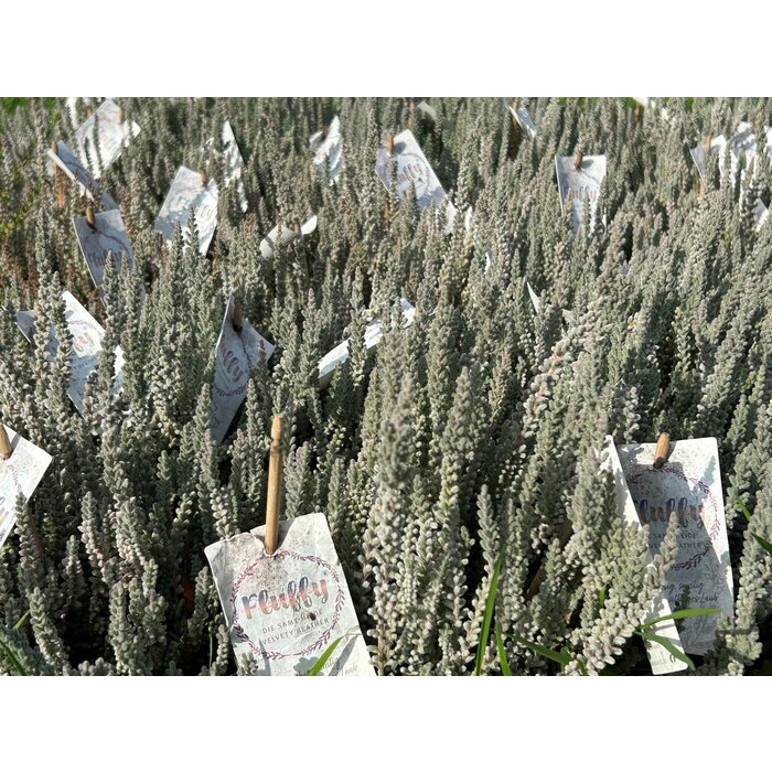 Besenheide| Calluna vulgaris 'Fluffy' P6