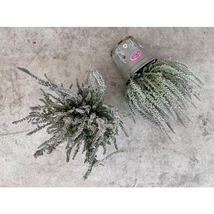 Besenheide| Calluna vulgaris 'Fluffy' P6